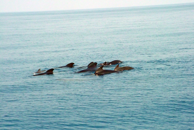  Ballenas Delfines y mucho más 